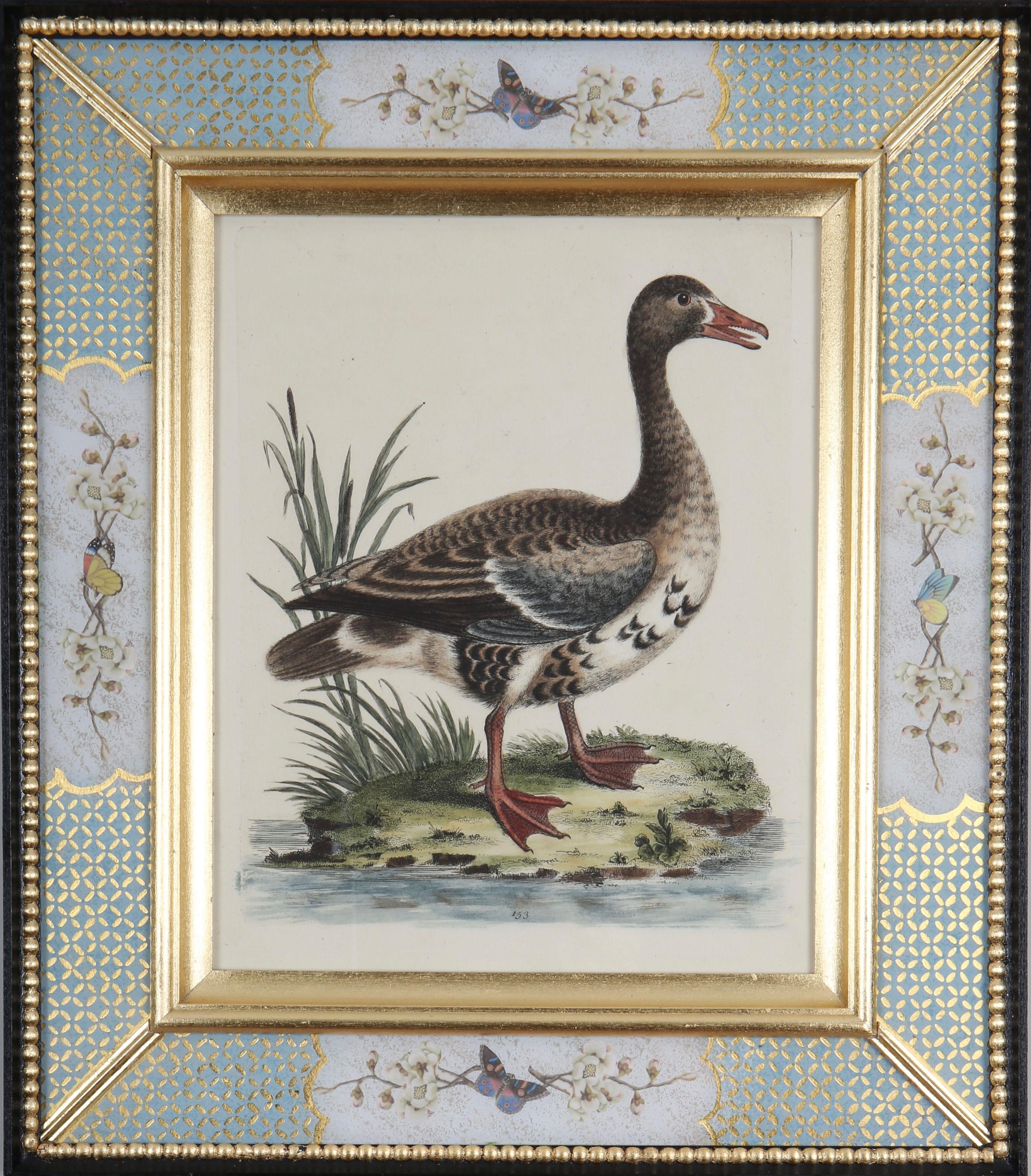 George Edwards: "Historia de las aves poco comunes", 1749-1761.

Destacado naturalista y ornitólogo inglés, George Edwards (1694-1773) es conocido sobre todo por su obra "Historia natural de las aves poco comunes", que publicó entre 1743 y 1761