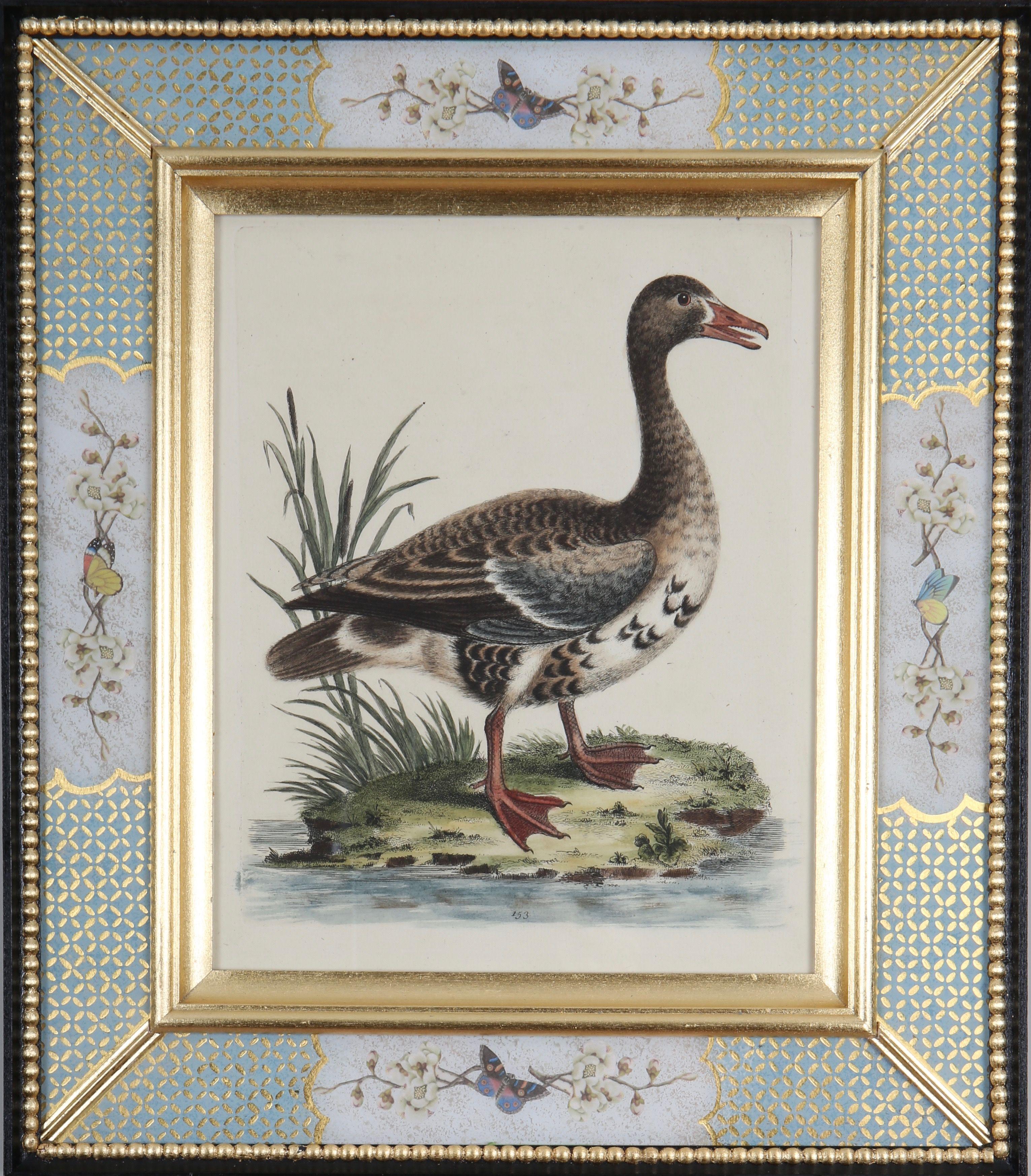 George Edwards: 18th Century Engravings of Ducks And Wading Birds