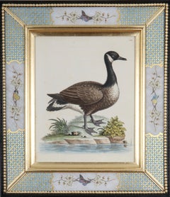 Antique George Edwards: 18th Century Engravings of Ducks And Wading Birds