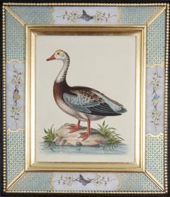 Antique George Edwards: 18th Century Engravings of Ducks And Wading Birds