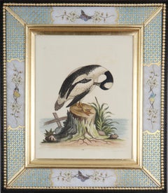 George Edwards Grabados del siglo XVIII de patos y aves zancudas