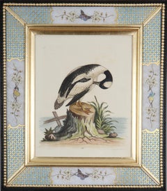 George Edwards : gravures de canards et d'oiseaux chevauchants du XVIIIe siècle