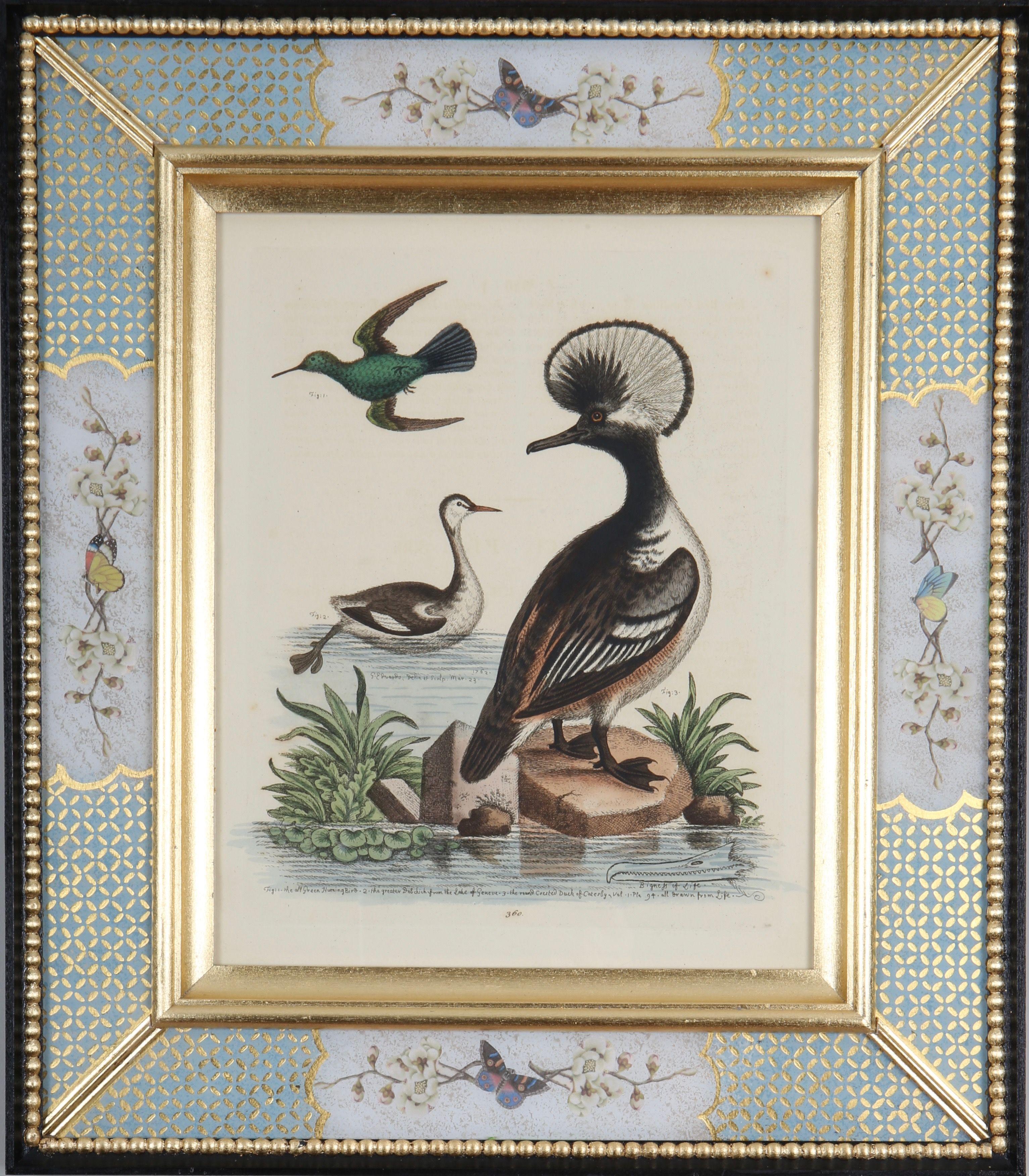 George Edwards: "Historia de las aves poco comunes", 1749-1761.

Destacado naturalista y ornitólogo inglés, George Edwards (1694-1773) es conocido sobre todo por su obra "Historia natural de las aves poco comunes", que publicó entre 1743 y 1761