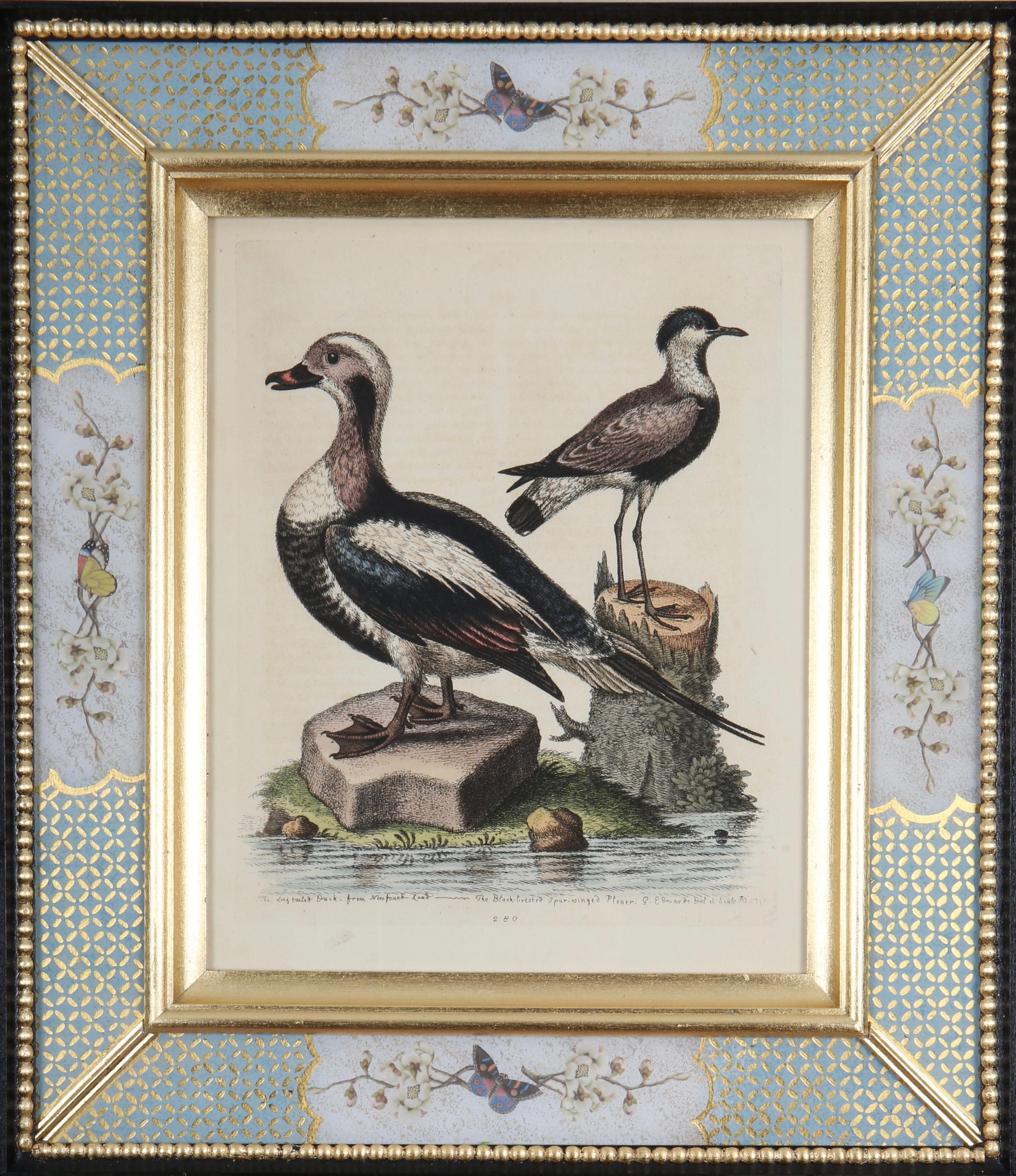 George Edwards: "Eine Geschichte der ungewöhnlichen Vögel", 1749-1761.

Der bekannte englische Naturforscher und Ornithologe George Edwards (1694 -1773) ist vor allem für sein Werk "A Natural History of Uncommon Birds" bekannt, das er zwischen 1743