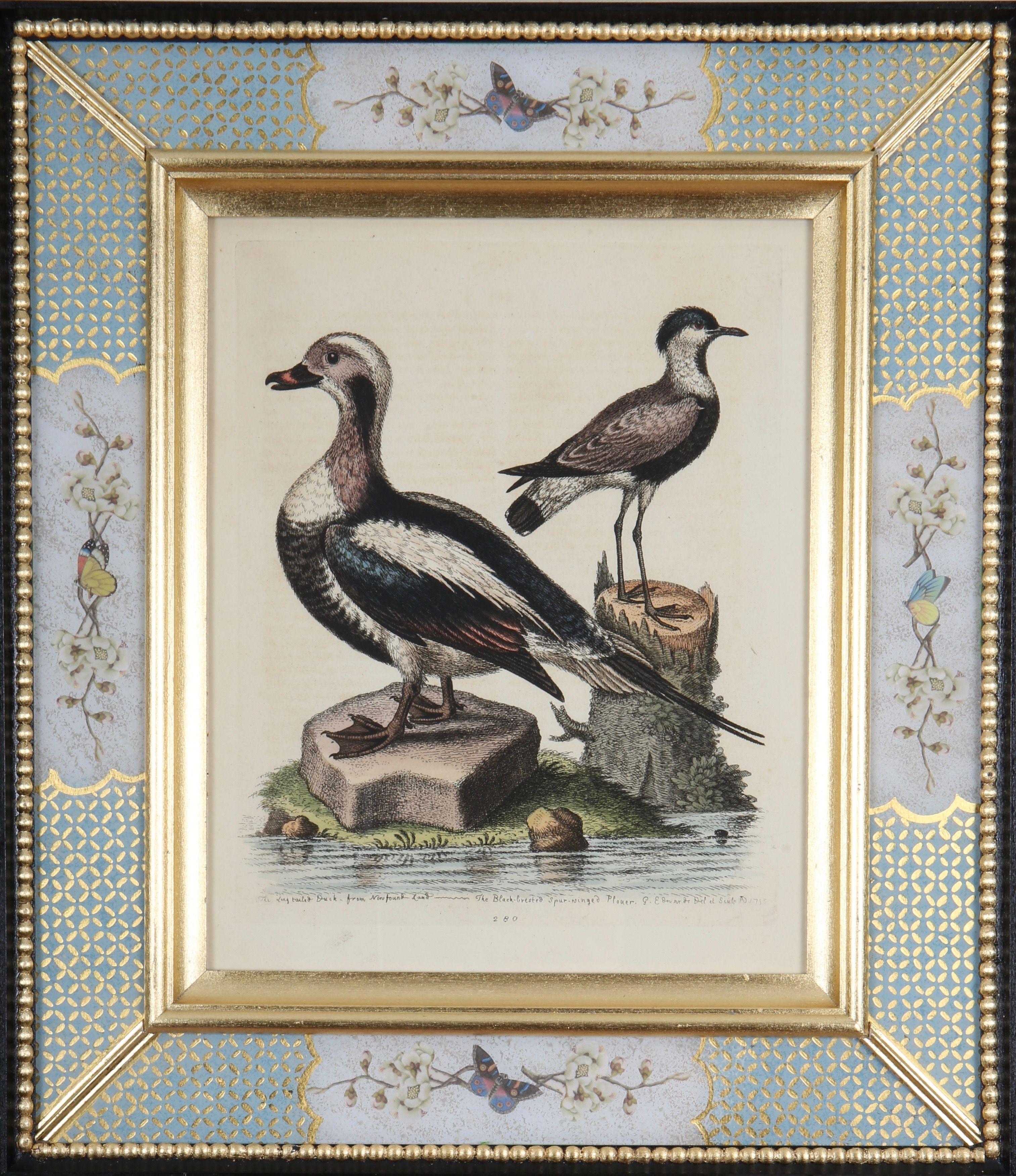 George Edwards: "Historia de las aves poco comunes", 1749-1761.

Destacado naturalista y ornitólogo inglés, George Edwards (1694-1773) es conocido sobre todo por su obra "Historia natural de las aves poco comunes", que publicó entre 1743 y 1761