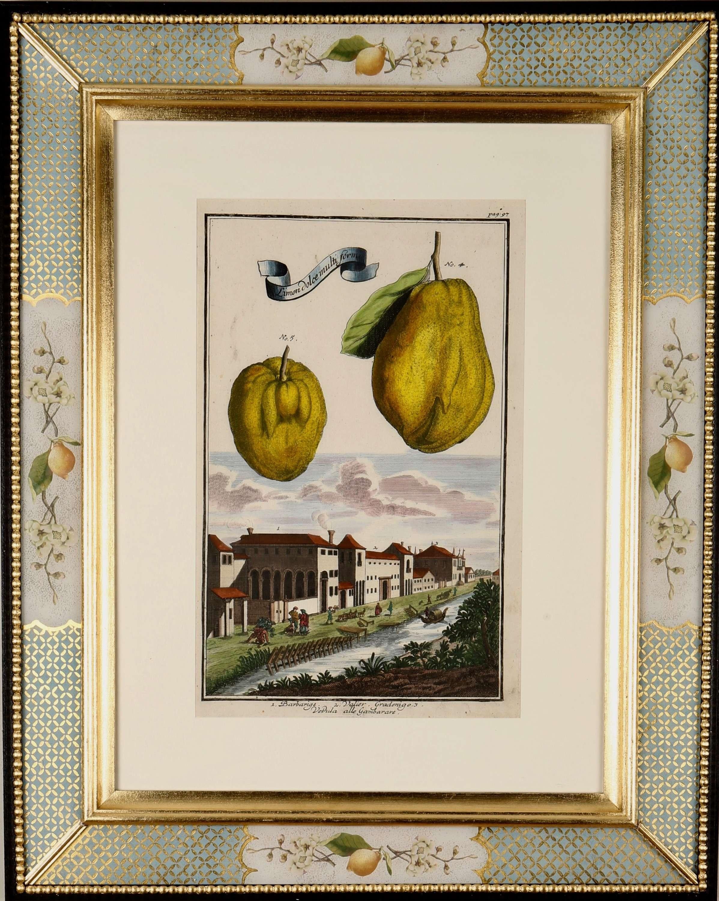 Fine hand-coloured engravings of citrus fruits from the ""Nurnbergisch Hesperides"", published by Johannes Volckamer 1708-14, presented in our exclusive decalcomania frames with 23ct gold leaf trellis-work corners.

In the late seventeenth century