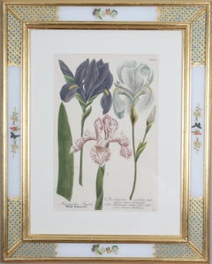 Johann Weinmann: c18th Botanical Engravings in Decalcomania Frames