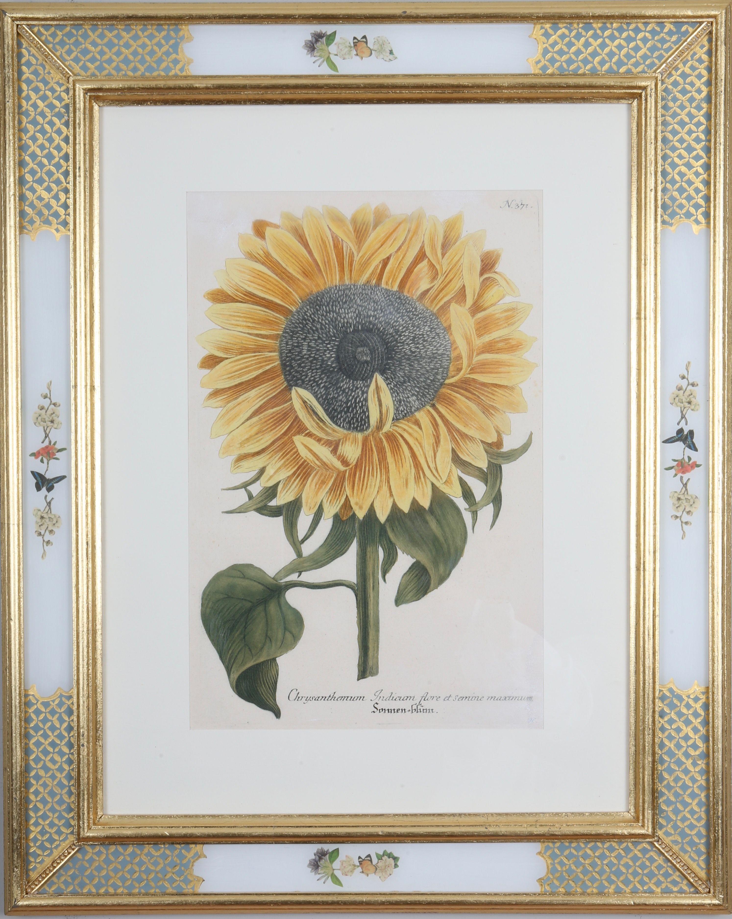 "Phytanthoza Iconographia",  c1737-1745.

A wonderful selection of yellow and blue flowers: hand-coloured mezzotint engravings from: ""Phytanthoza Iconographia"", presented in hand-made parcel-gilt, ebonised and decalcomania frames with 23ct gold,