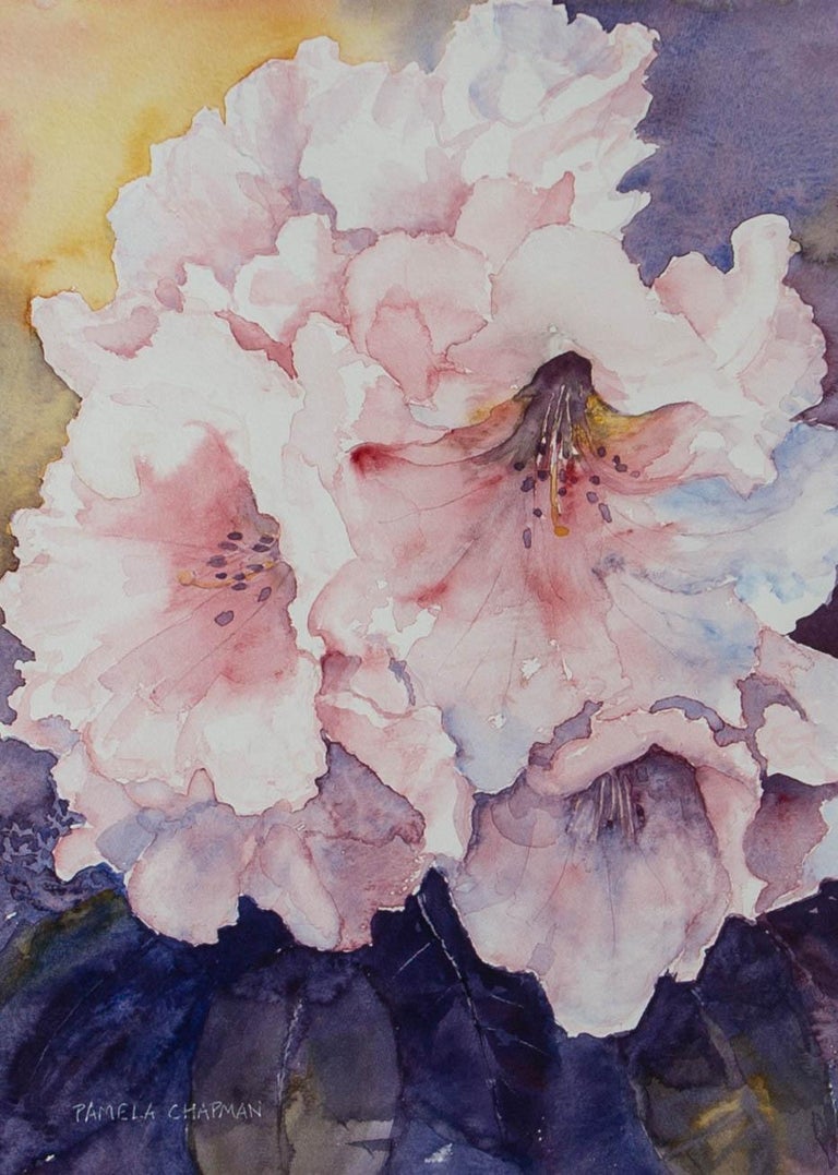 Pamela Chapman - Contemporary Watercolour, Pink Rhododendrons 1