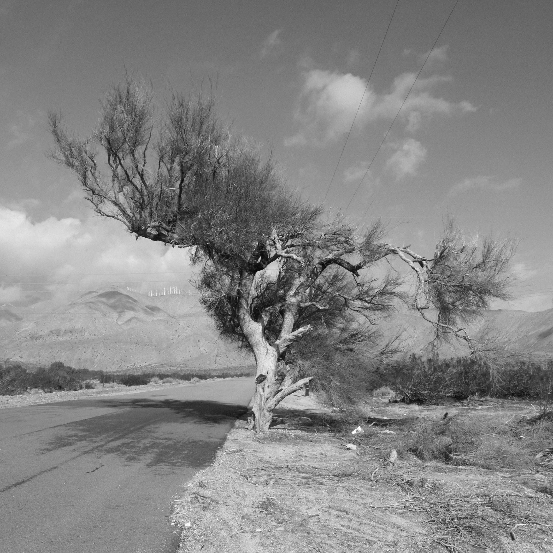 Antonia Stoyanovich Landscape Photograph – Palmenwüste