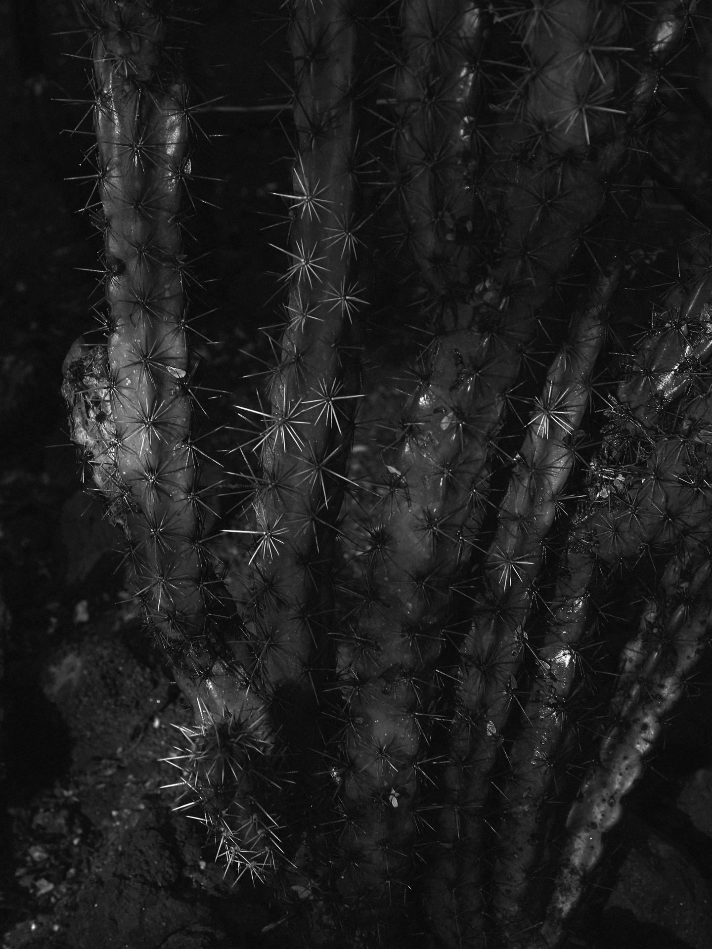 Antonia Stoyanovich Still-Life Photograph - Untitled, (Cactus)