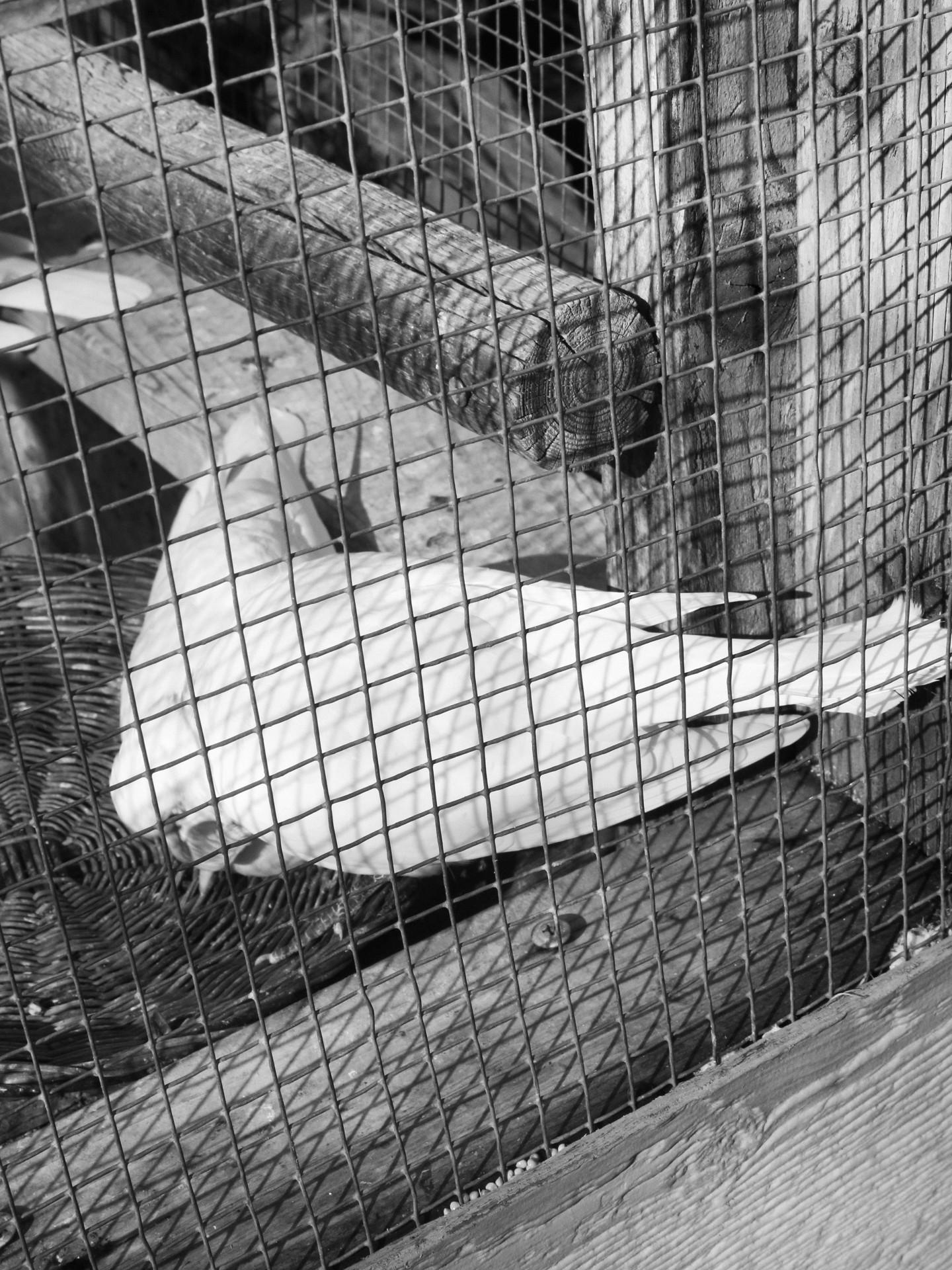 Antonia Stoyanovich Black and White Photograph – Zwei Tauben