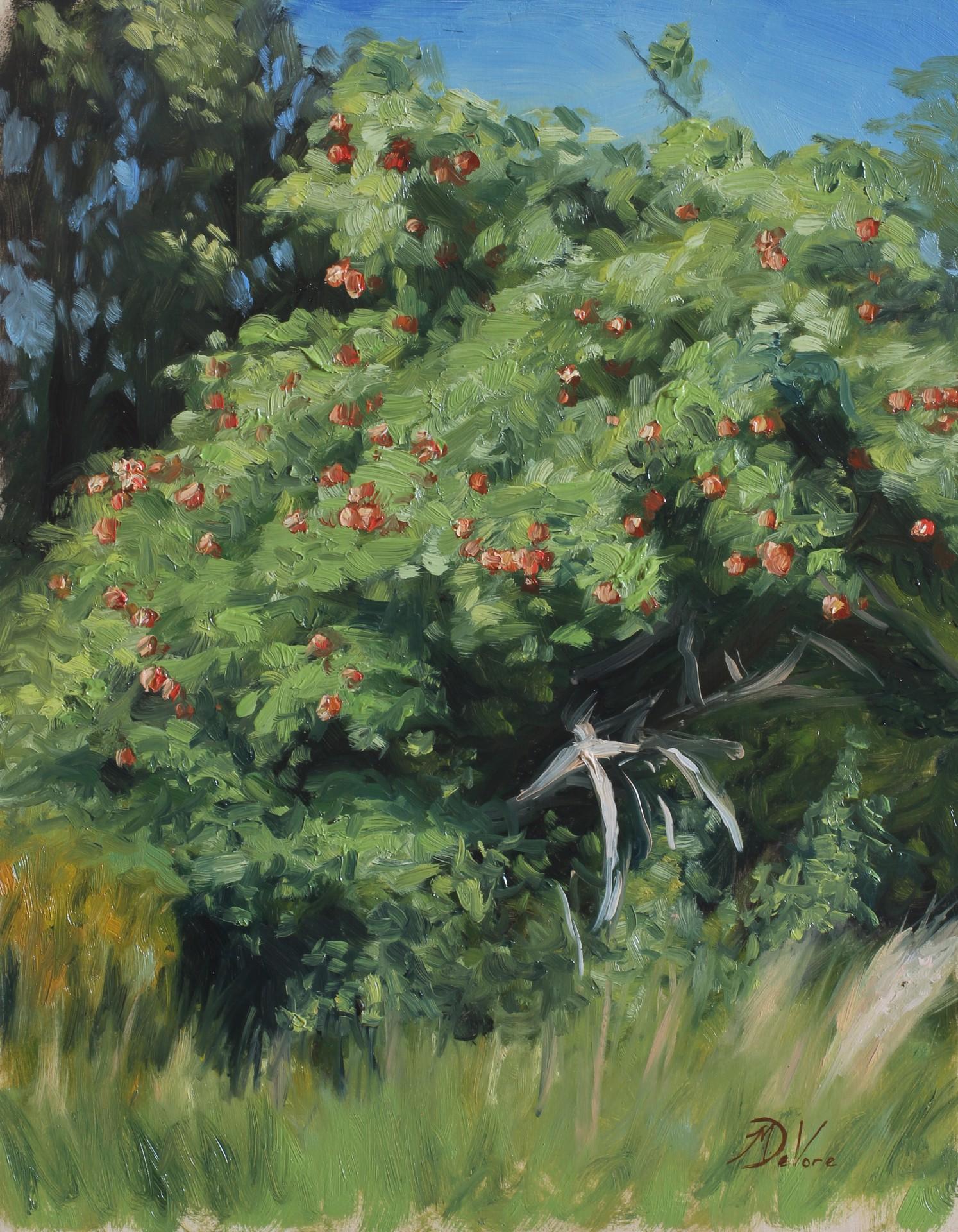 Apple Tree - Art by Michael DeVore