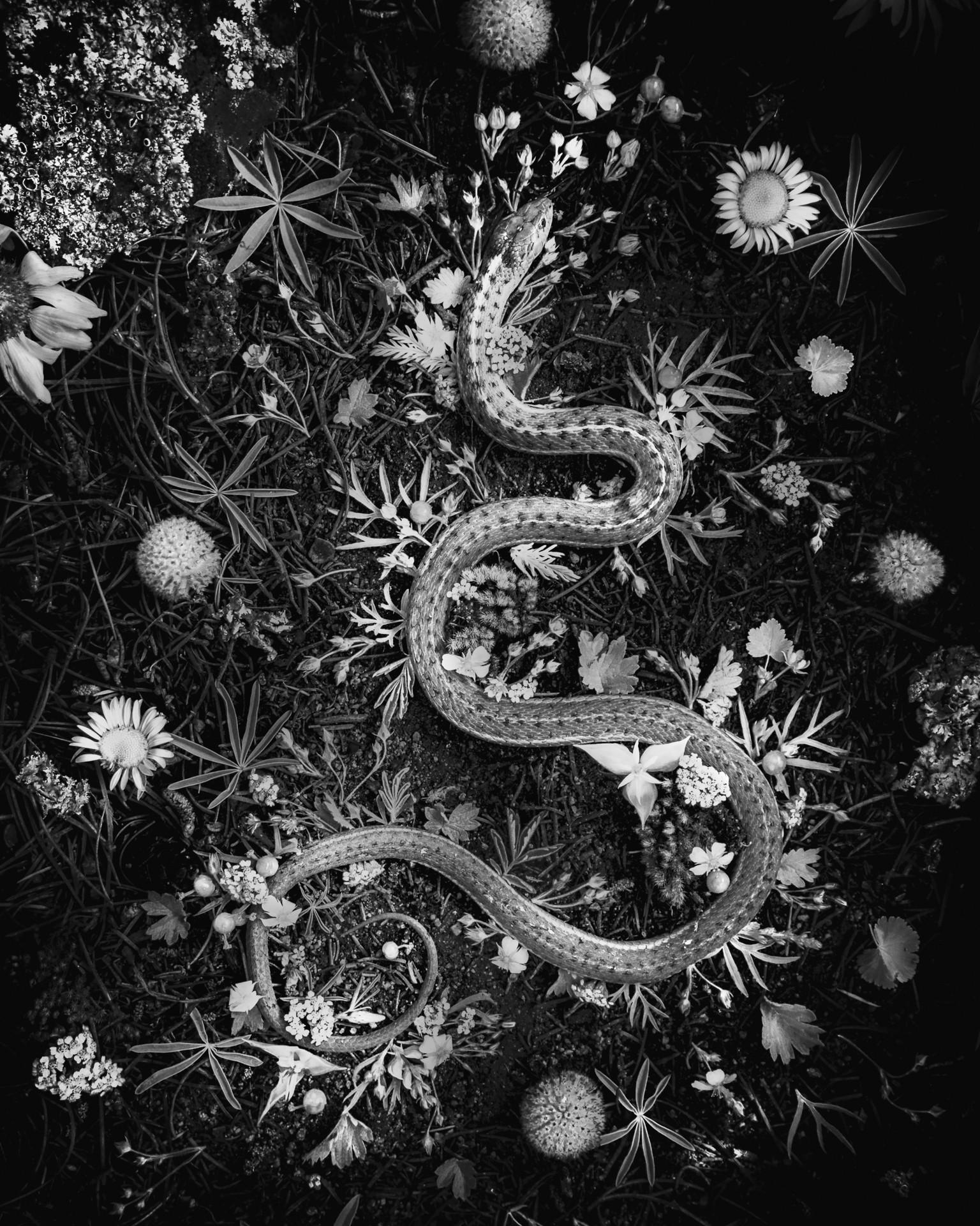 Snake - Art by Jenya Chernoff