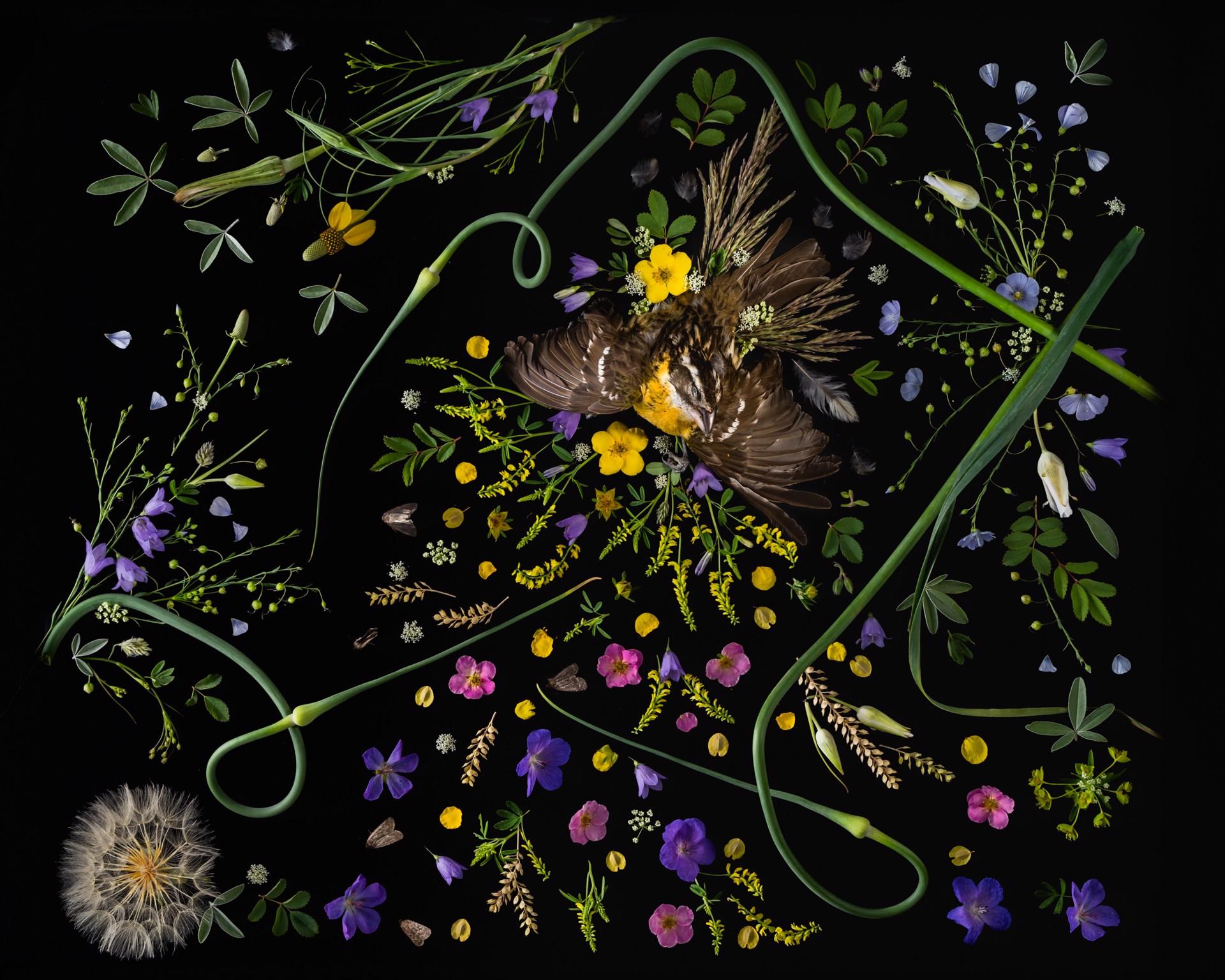 Gros-bec - Art de Jenya Chernoff