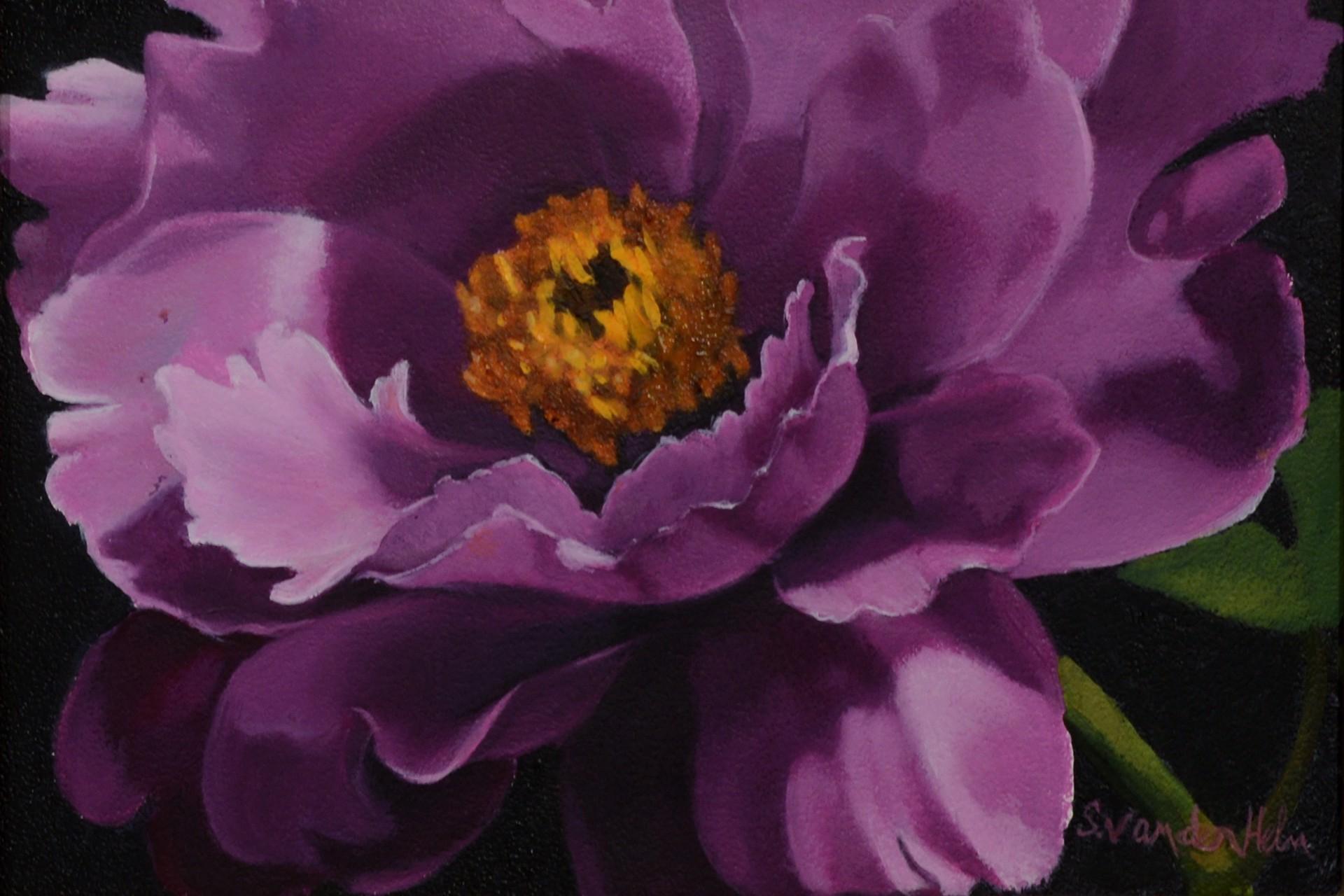 Peony violette à la lumière du soleil - Art de Sarah van der Helm