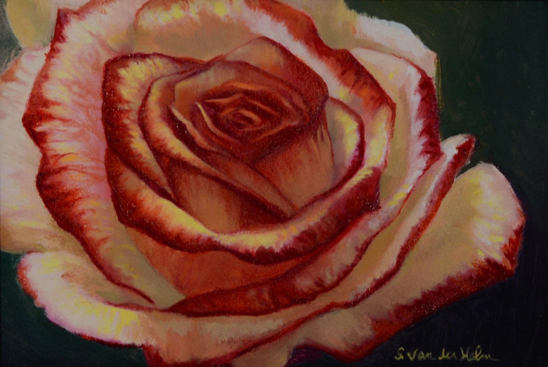 Rose in Sun - Art by Sarah van der Helm