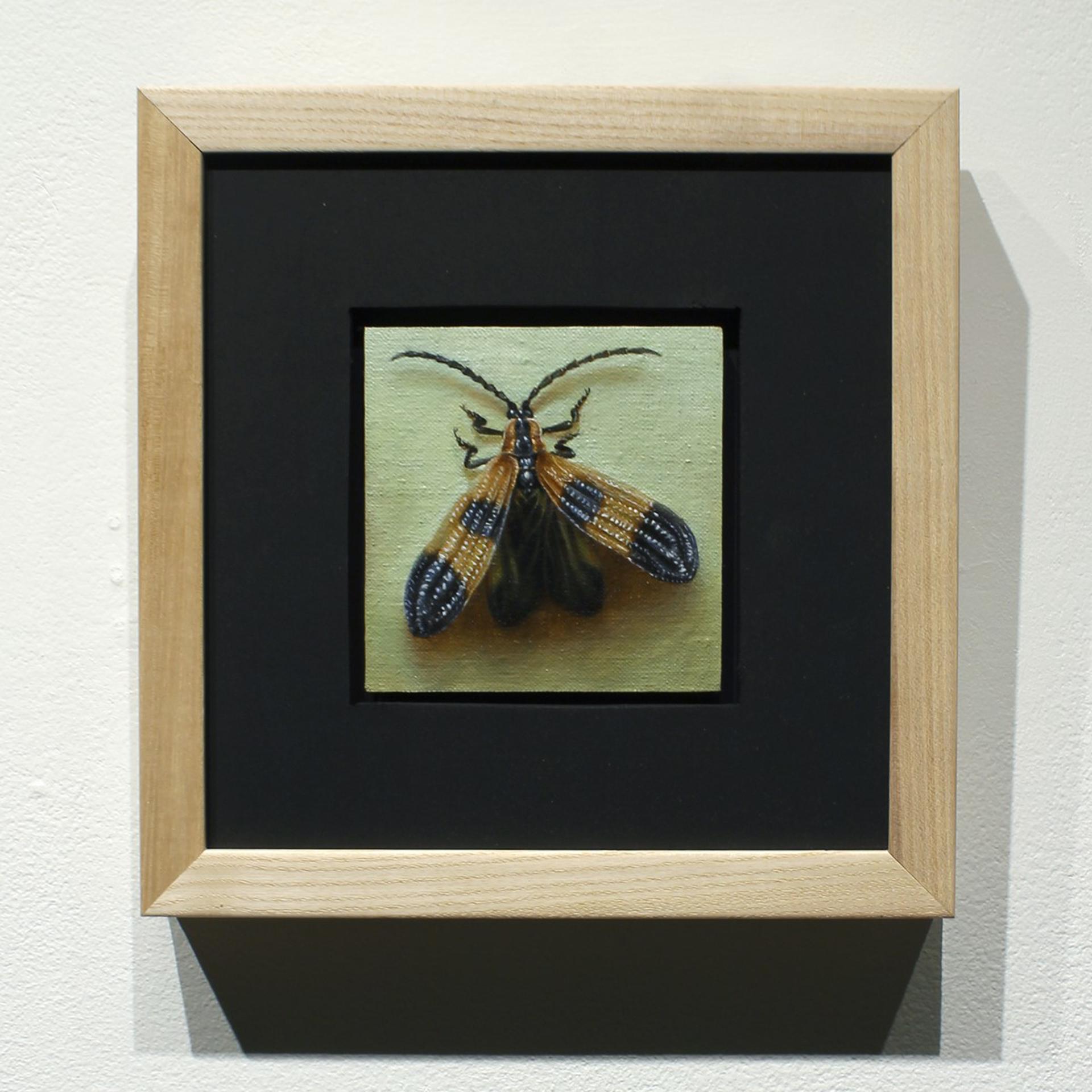 Banded Net-winged Beetle - Art by Zane York