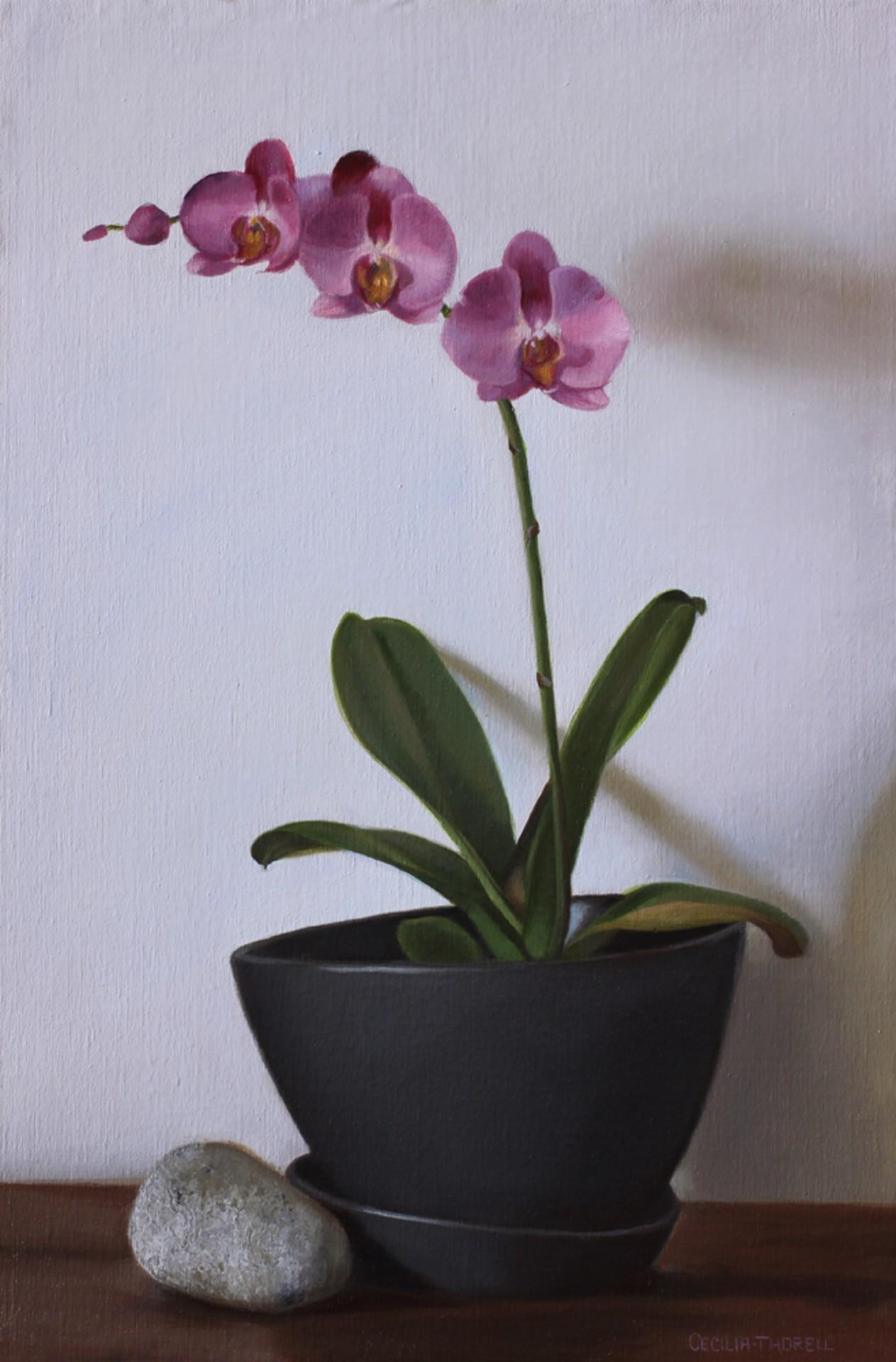 Rosa Orchideen – Art von Cecilia Thorell