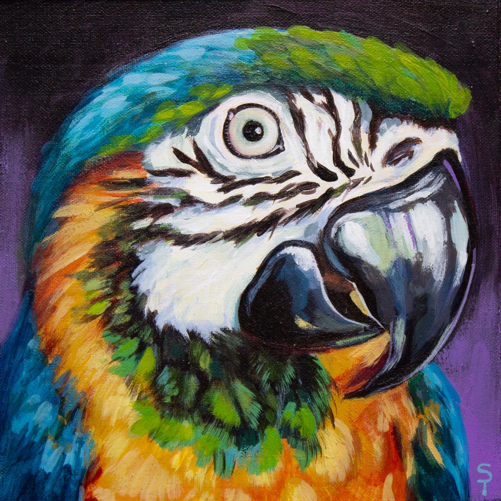 Blue Macaw - Art by Sophy Tuttle