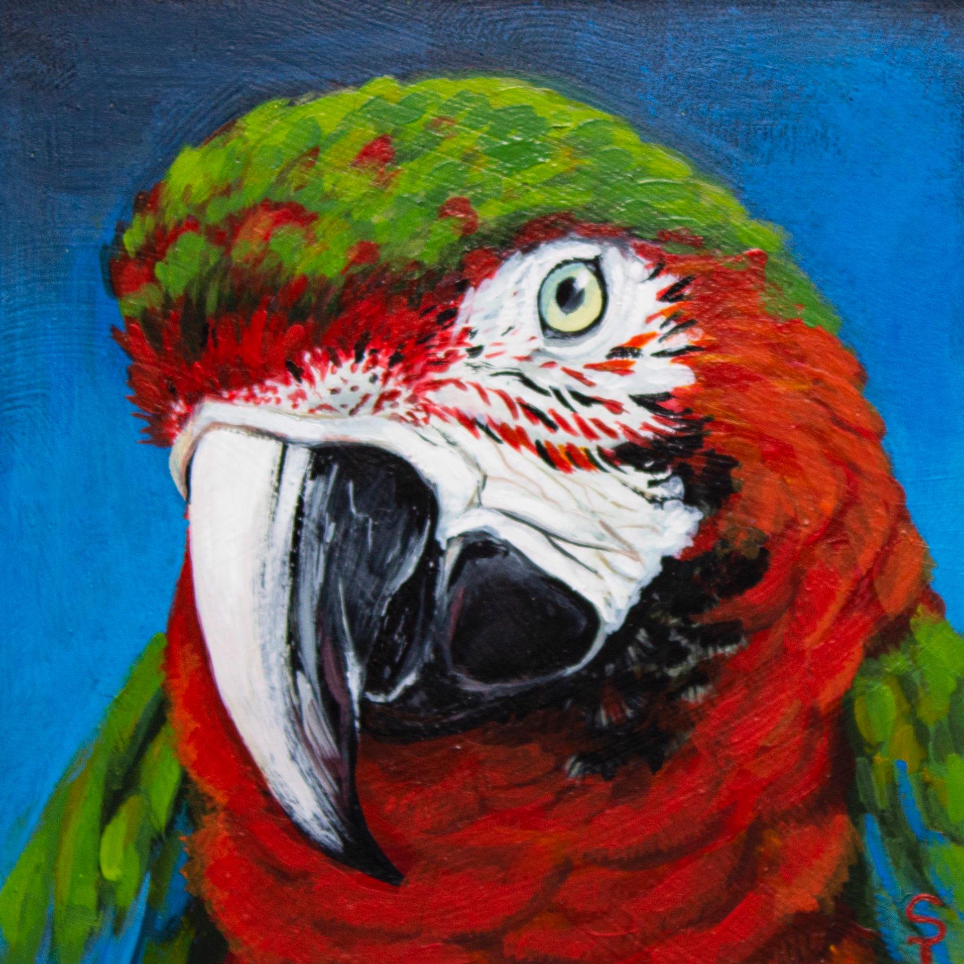 Red Macaw - Art by Sophy Tuttle