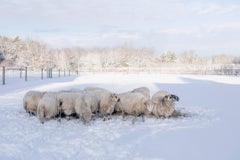 Winter Sheep