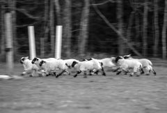 Running Lambs