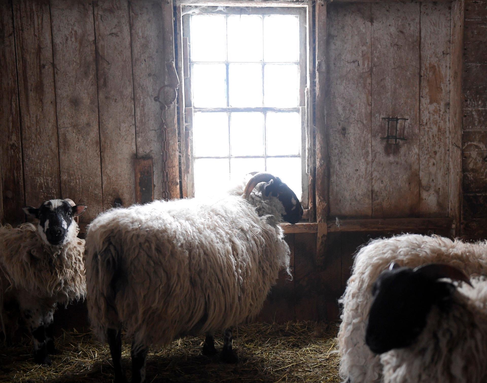 Sheep in Barn Window - Art by Nina Fuller