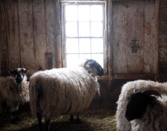 Sheep in Barn Window