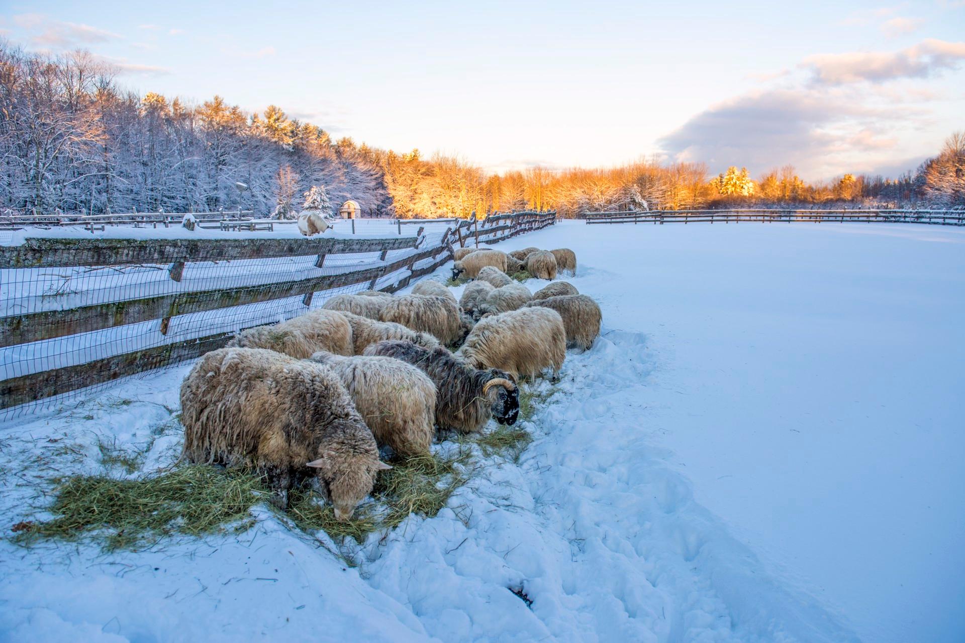 Lever de soleil d
hiver - Art de Nina Fuller