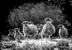 August Sheep