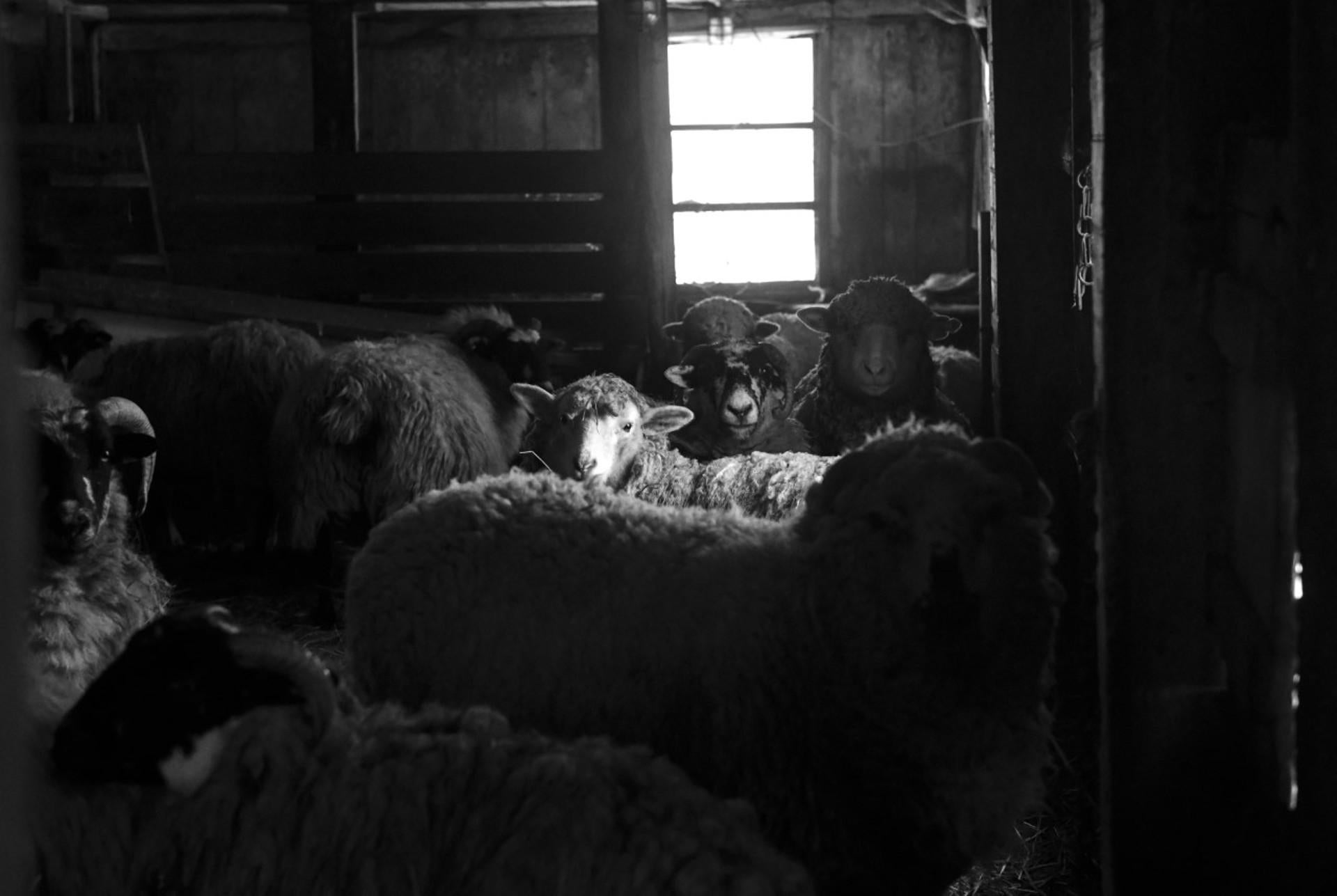 Feb. Barn - Art by Nina Fuller