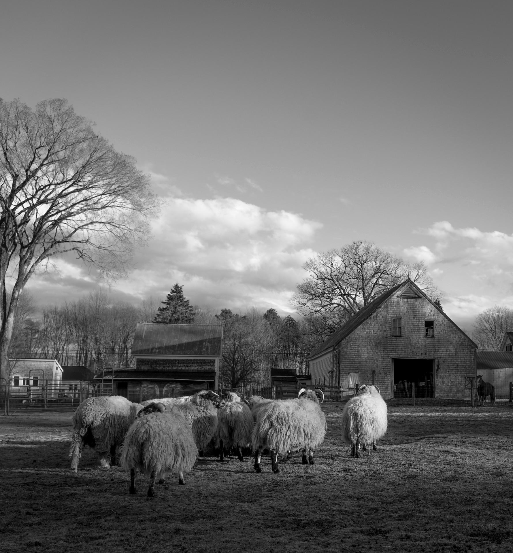 Last Light - Art by Nina Fuller