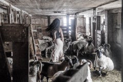 Women in Barn