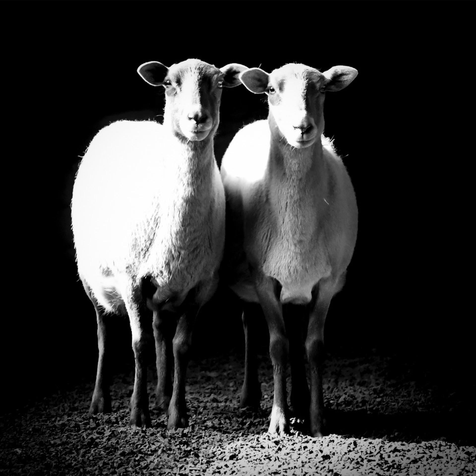 Two Sheep - Art by Nina Fuller