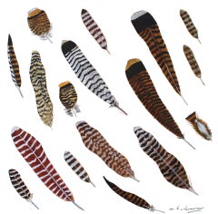 Falling Turkey Feathers