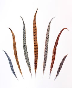 Ring-Necked and Lady Amherst Pheasant Feathers
