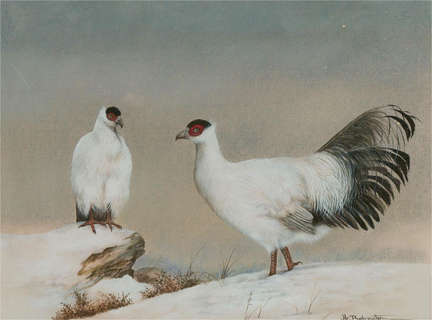 This charming study depicts two White Eared Pheasants in the snow. The artist has captured the bird's intricate feathers in fine detail. With gouache body colour. Signed to the lower right. Titled on the mount. Well presented in a part-gilt frame.
