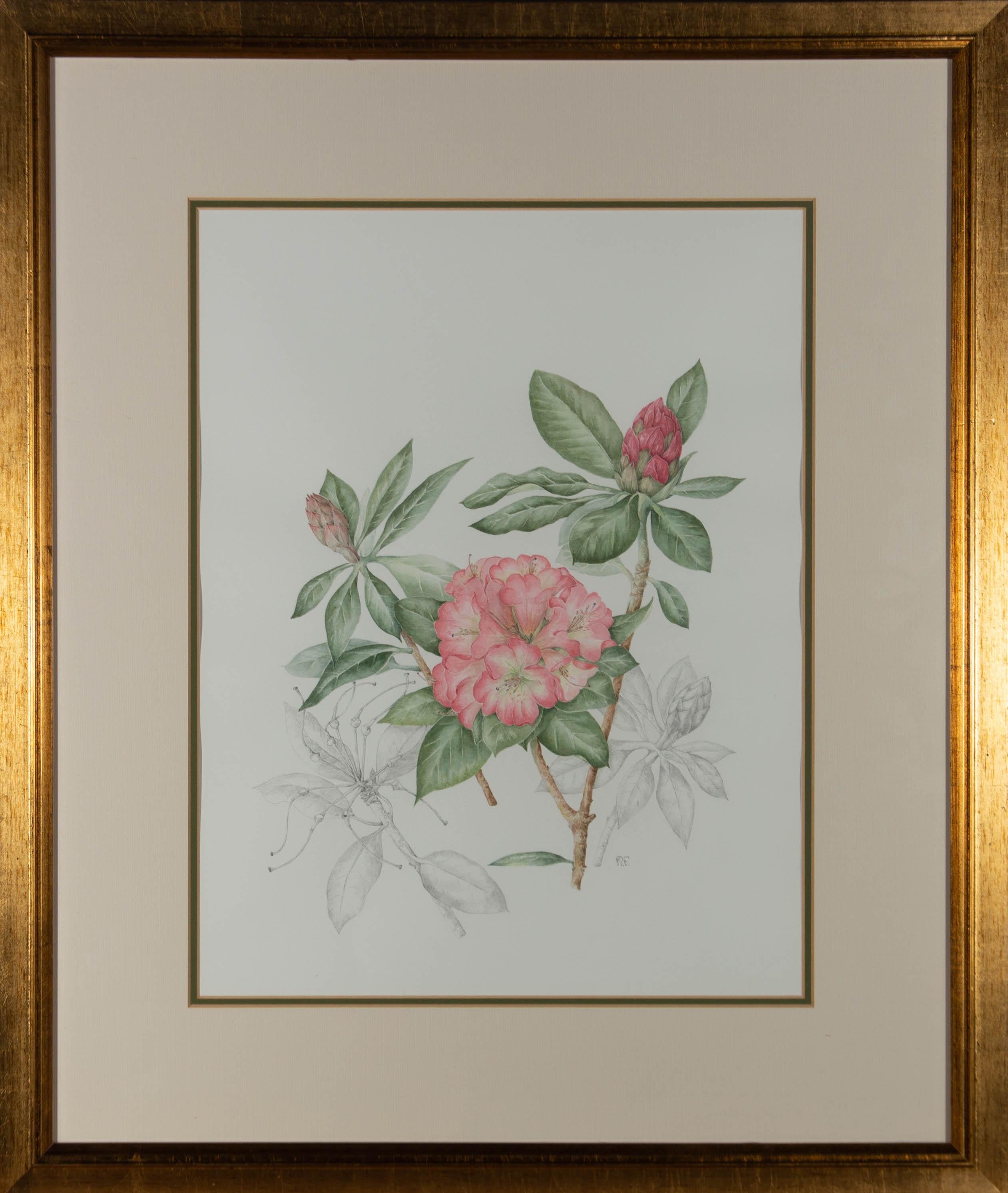 A delicate watercolour study of pink Rhododendrons which has been intertwined with similar graphite studies of the flower in its earlier stages. It has been presented in a double card mount and gilt effect frame. Initialled by the artist in the