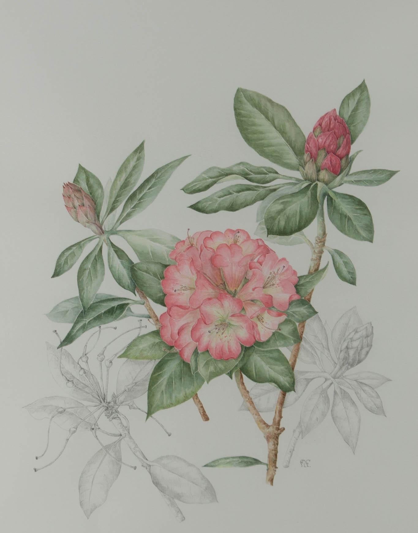 Mollie Foster (1934-2021) - Signed Watercolour, Botanical study of Rhododendrons 1