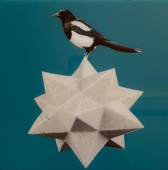 Bird III, contemporary mixed media photograph, black & white bird, teal