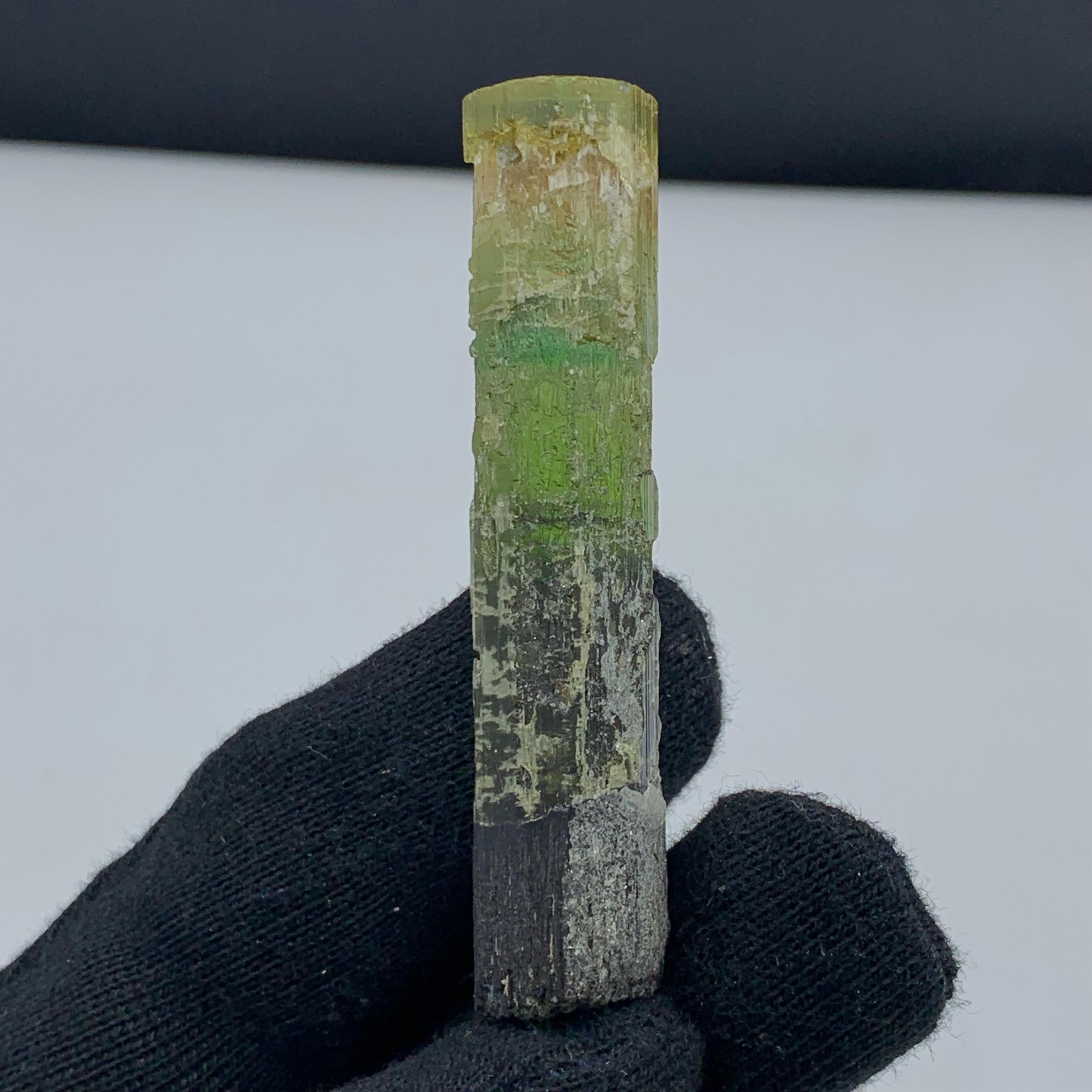 Adam Style 22.94 Gram Pretty Tri Color Tourmaline Crystal From Paprook, Afghanistan For Sale