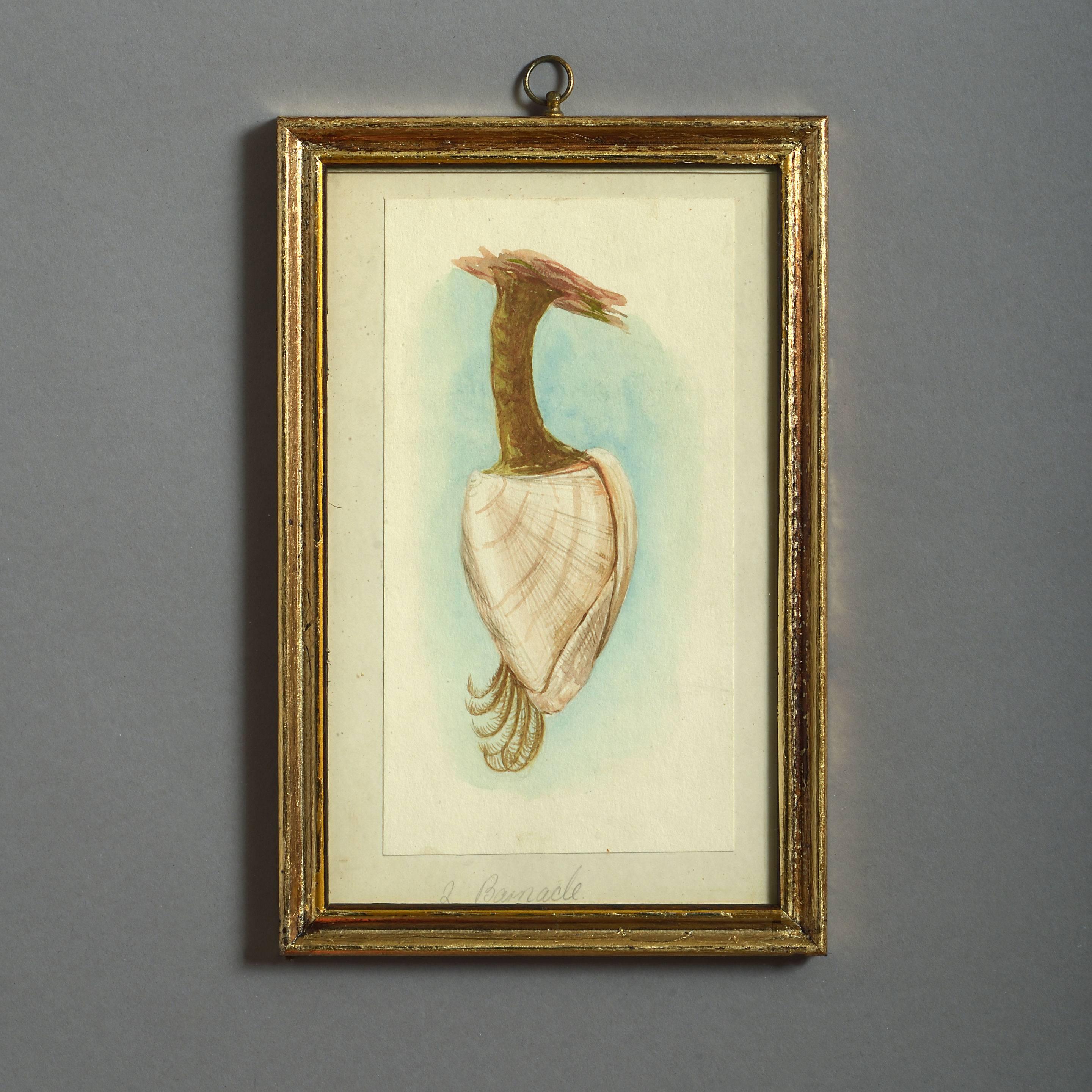 24 Watercolors of Sea Shells, 19th Century 5