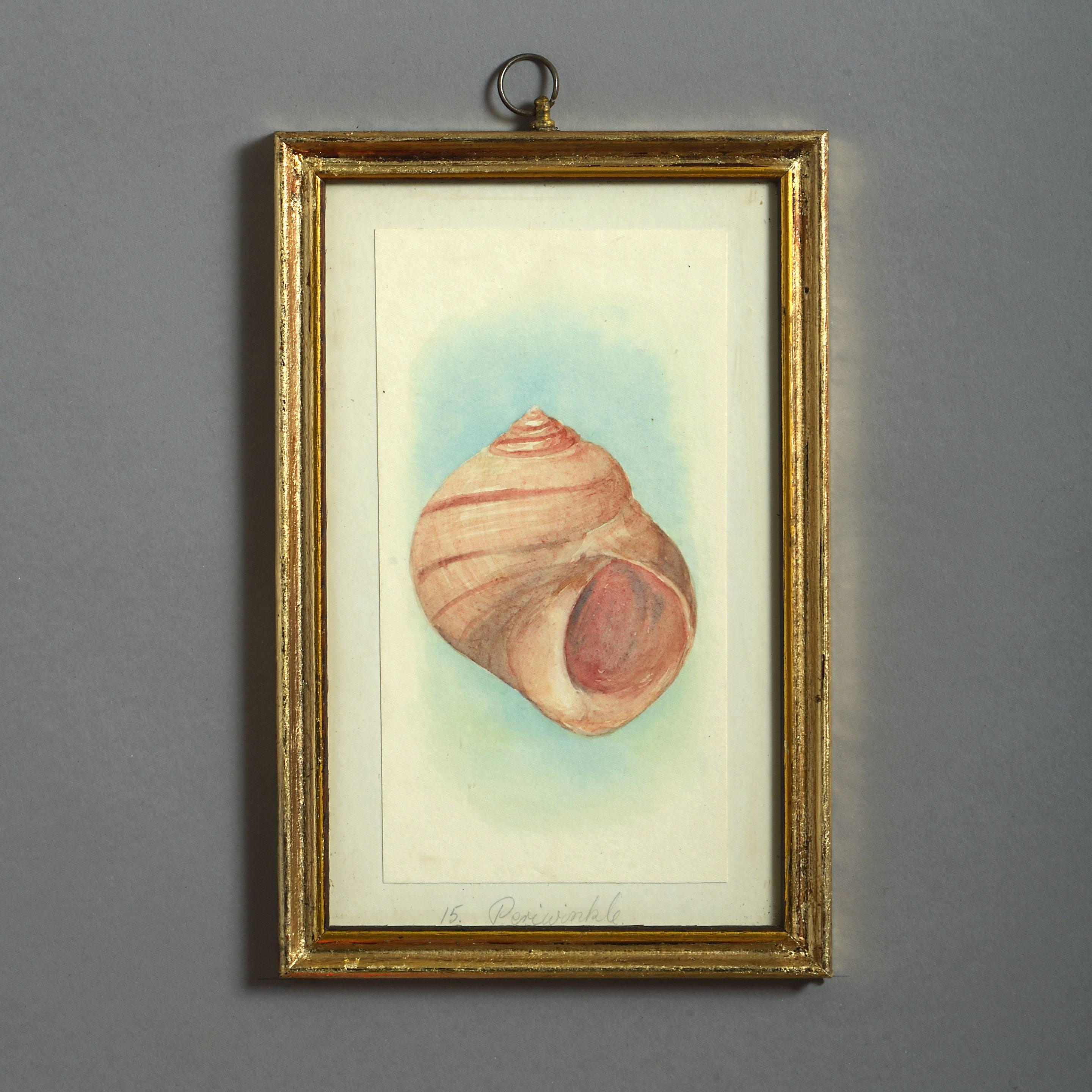 24 watercolors of British sea shells, laid on paper with pencil descriptions and set within giltwood frames.
 