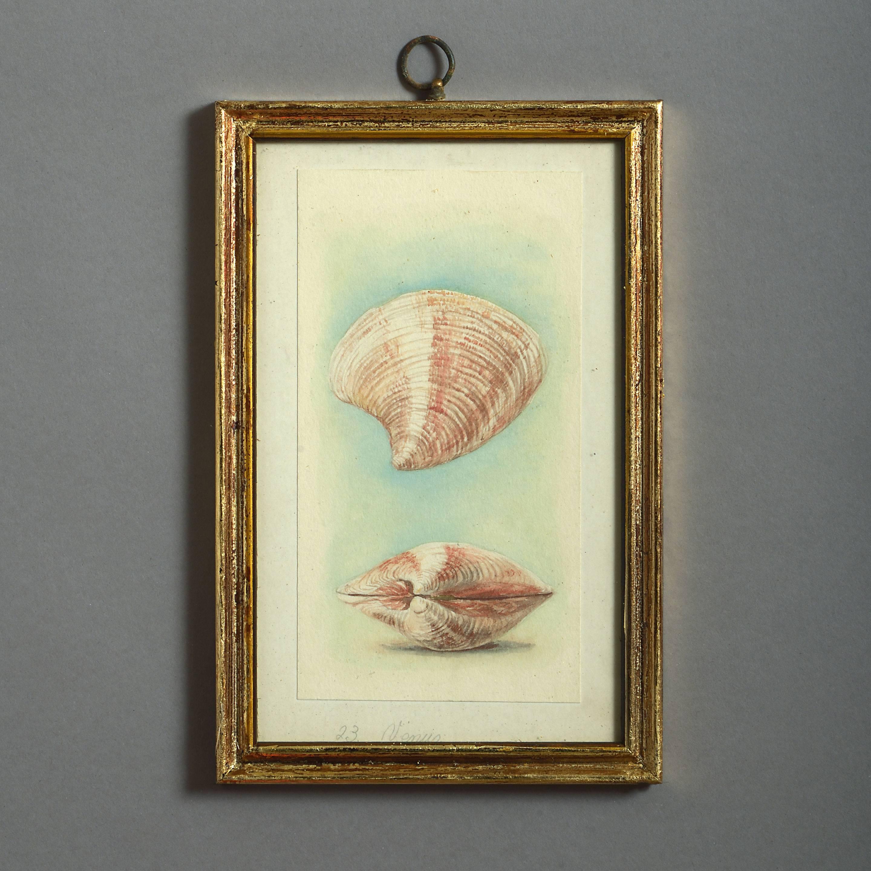 English 24 Watercolors of Sea Shells, 19th Century
