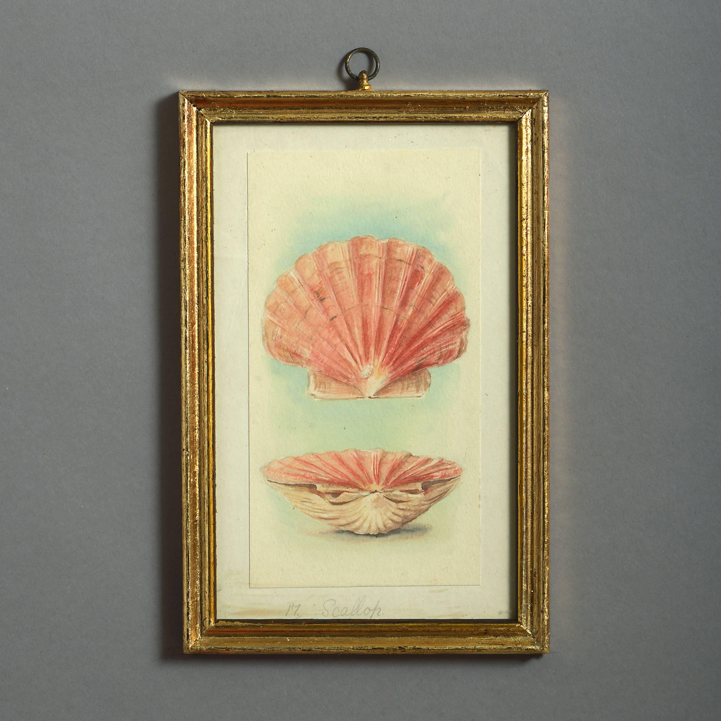 24 Watercolors of Sea Shells, 19th Century In Good Condition In London, GB