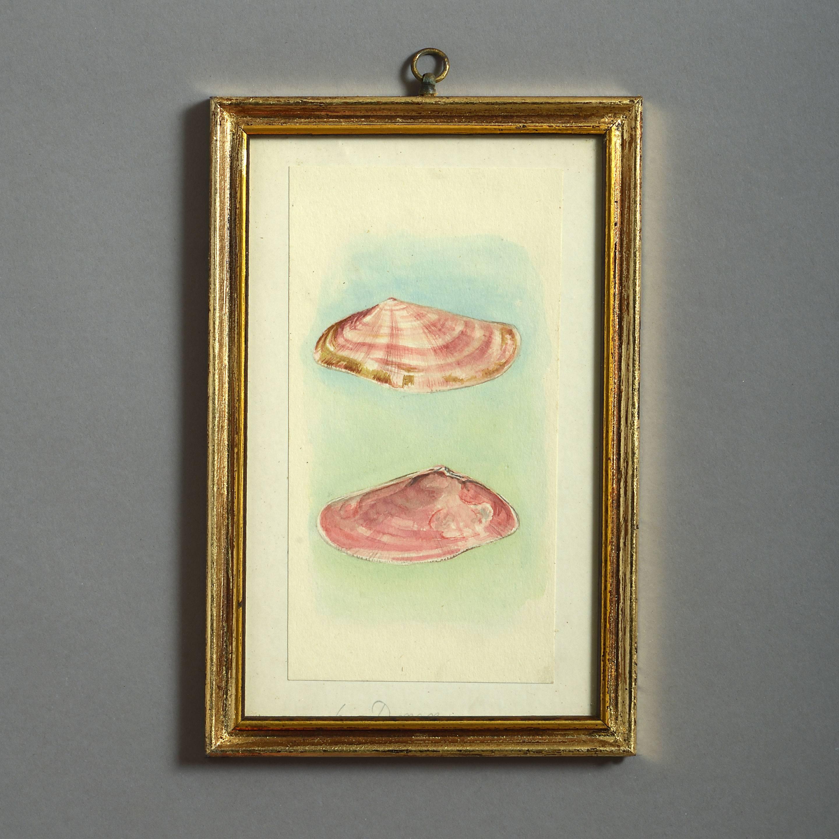 Late 19th Century 24 Watercolors of Sea Shells, 19th Century