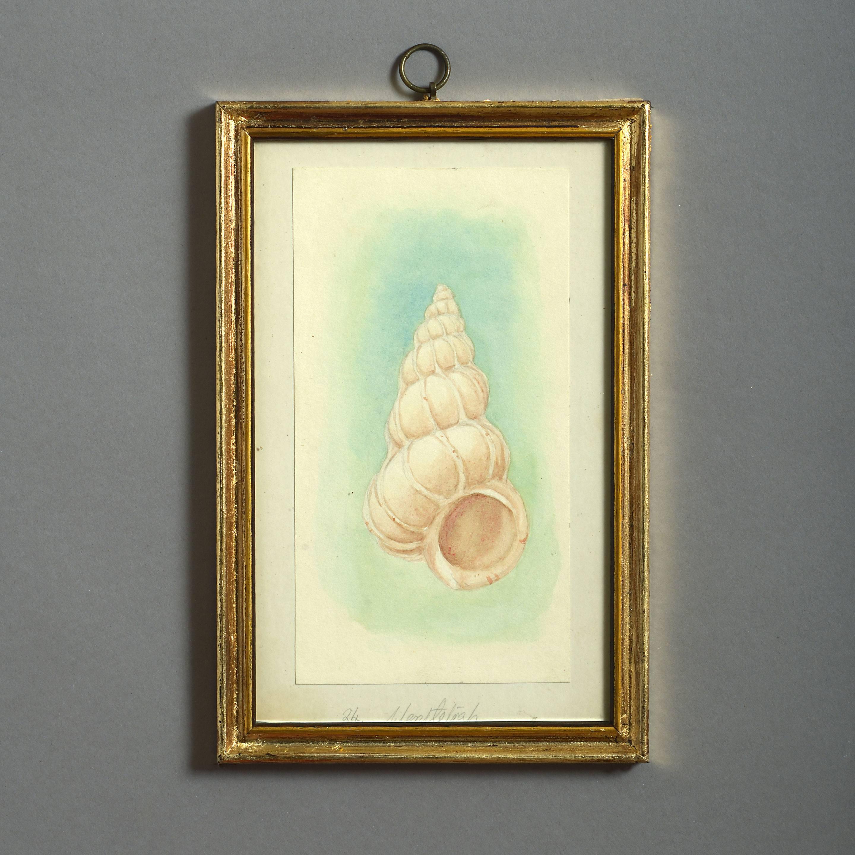 24 Watercolors of Sea Shells, 19th Century 2