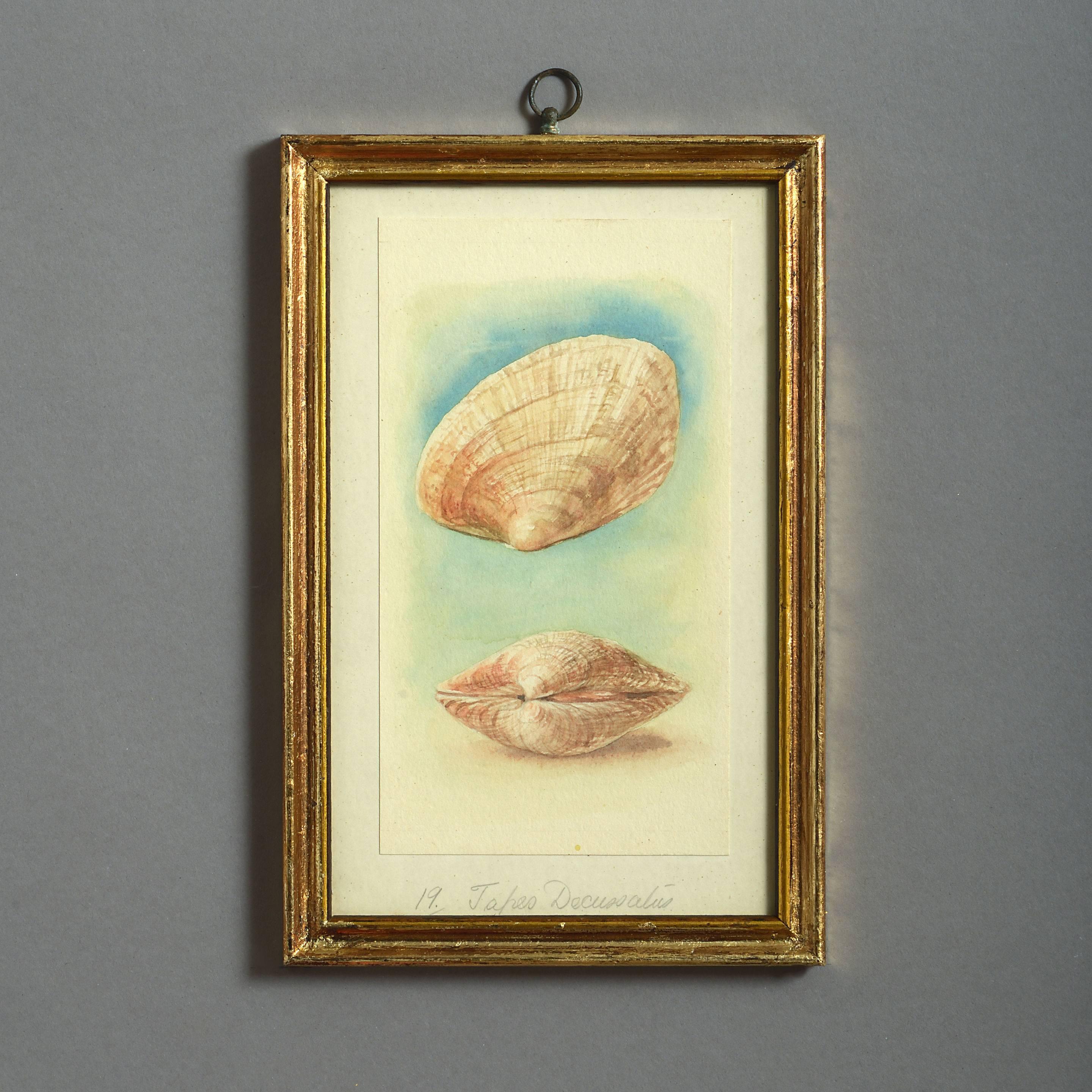 24 Watercolors of Sea Shells, 19th Century 3