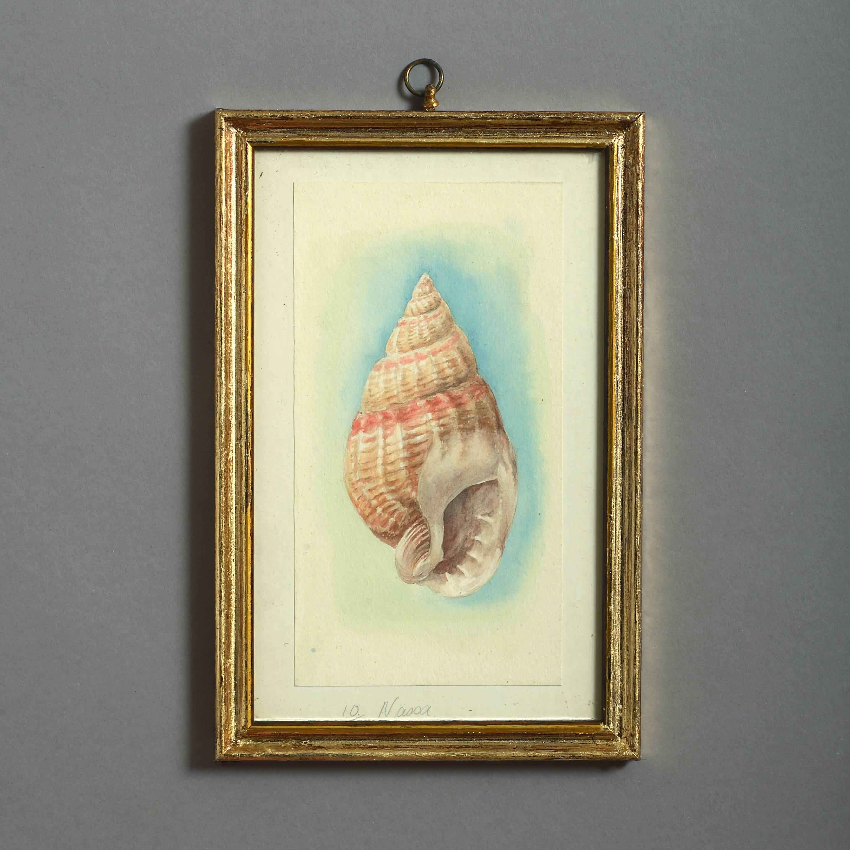 24 Watercolors of Sea Shells, 19th Century 4